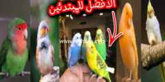 إليك لأول مره أسرار الربح من مشروع تربية عصافير الزينه بعائد شهري هائل 2026