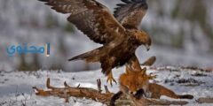 تفسير رؤية طائر العقاب بالتفصيل 2026