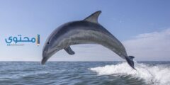 تفسير رؤية الدولفين في الحلم لابن سيرين والعصيمي 2026