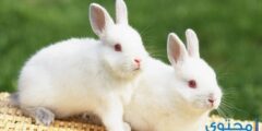 تفسير رؤية الأرنب في المنام وأكلة بجميع ألوانه وأشكاله 2026
