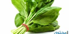 تفسير رؤية السبانخ في المنام (الفاسدة والطازجة) 2026