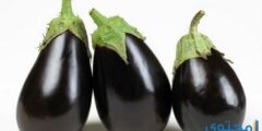 تفسير رؤية الباذنجان في المنام يدل علي الرزق 2026