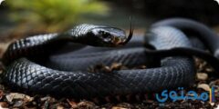 تفسير رؤية الثعبان الاسود في المنام لابن سيرين 2026