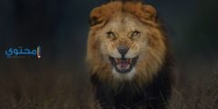 تفسير رؤية الأسد في المنام تدل على كثرة الأعداء 2026
