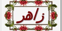 تعرف علي معنى اسم زاهر وصفات حامل الاسم 2026