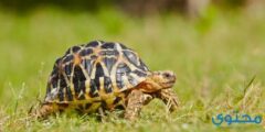 تفسير رؤية حلم السلحفاة في المنام 2026