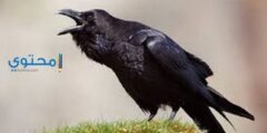 تفسير رؤية الغراب في الحلم لابن سيرين والعصيمي 2026