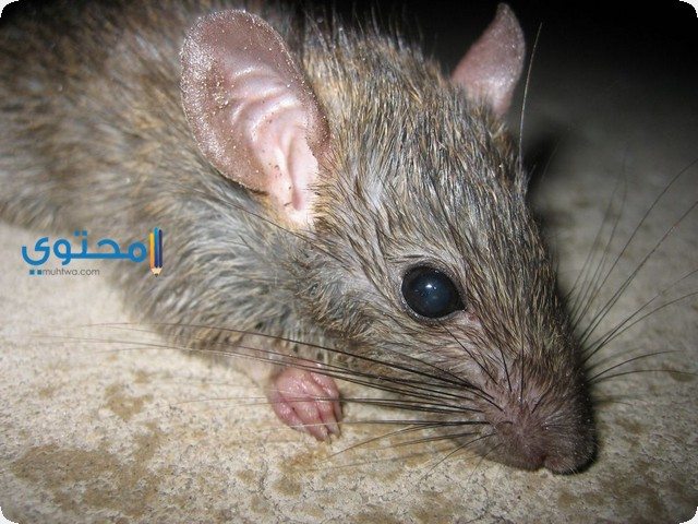 تفسير رؤية سماع صوت الفأر في المنام 2025