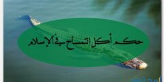 حكم أكل التمساح في الإسلام 2026