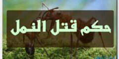 حكم قتل النمل في الشريعة الإسلامية 2026