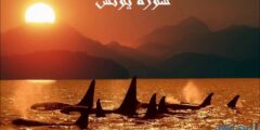 فضل قراءة سورة يونس والسبع الطوال 2026