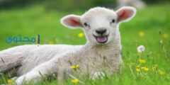 تفسير رؤية ولادة النعجة فى الحلم وفي المنام 2026