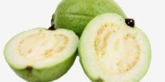 شراب جوافة (Guava) دواعي الاستخدام والجرعة 2026
