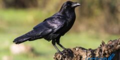 دعاء عند رؤية الغراب وما هي رسالة الغراب؟ 2026