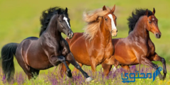 أسماء خيول أنثى عربية وإنجليزية ومعانيها 2026