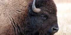 معلومات عن حيوان البيزون – موقع محتوى 2026