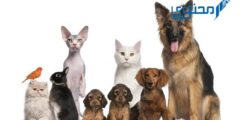 أسماء حيوانات أليفة للذكور والإناث 2026