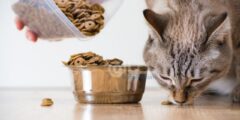 أفضل أنواع دراي فود للقطط في مصر 2026