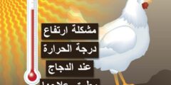 4 مشاكل تؤدي إلى ارتفاع درجة الحرارة عند الدجاج 2026