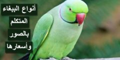 بالصور 5 من أشهر أنواع الببغاء المتكلم وأسعارهم 2026