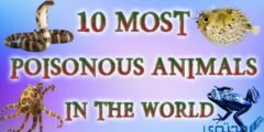 ترتيب أخطر الحيوانات السامة في العالم 2026