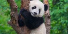 معلومات عن دب الباندا المفترس والأحمر 2026