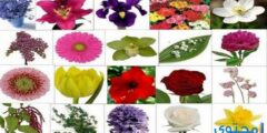 صور ومعلومات عن الأزهار وأسمائها 2026