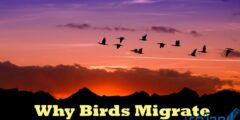 لماذا تهاجر الطيور من موطنها ؟ 2026