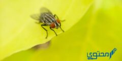 ما فائدة الذباب؟ وهل وجوده يشكل خطورة 2026