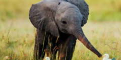 ما هو اسم صغير الفيل؟ وما هي مراحل حياته 2026